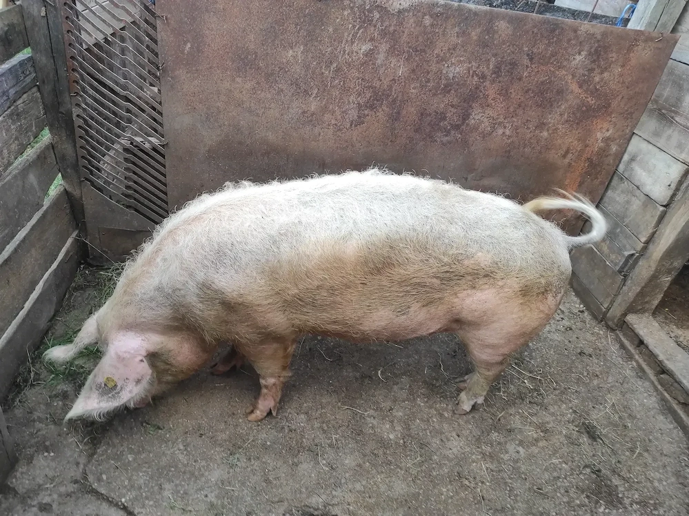 Porc de vânzare 