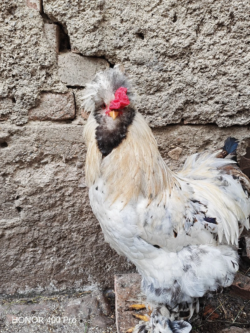 Disponibile oua găini motate 