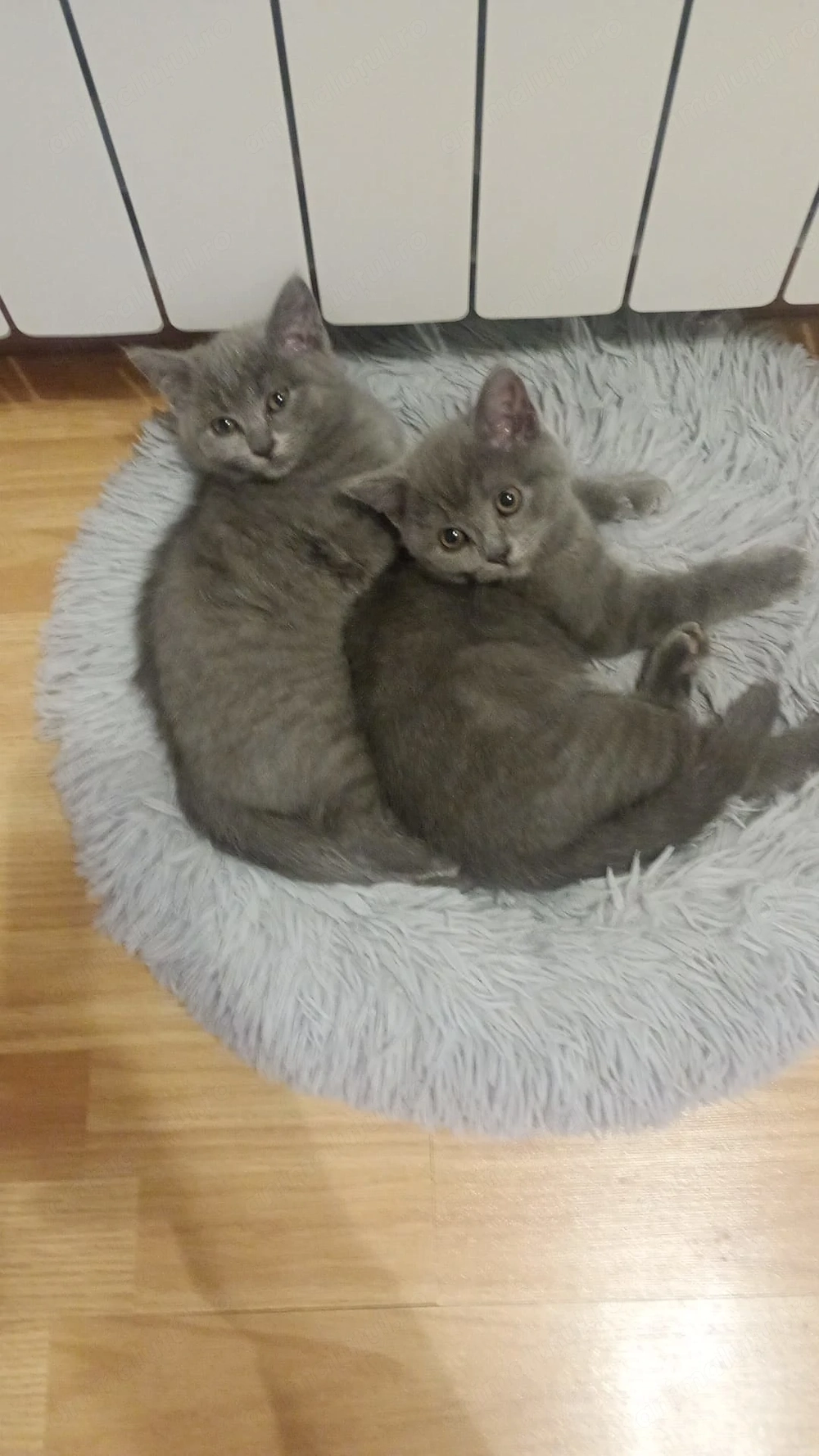 Pisici british shorthair