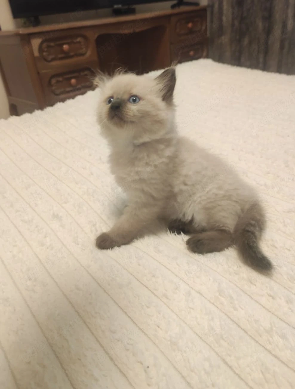 Ragdoll cu ochișori albaștri 