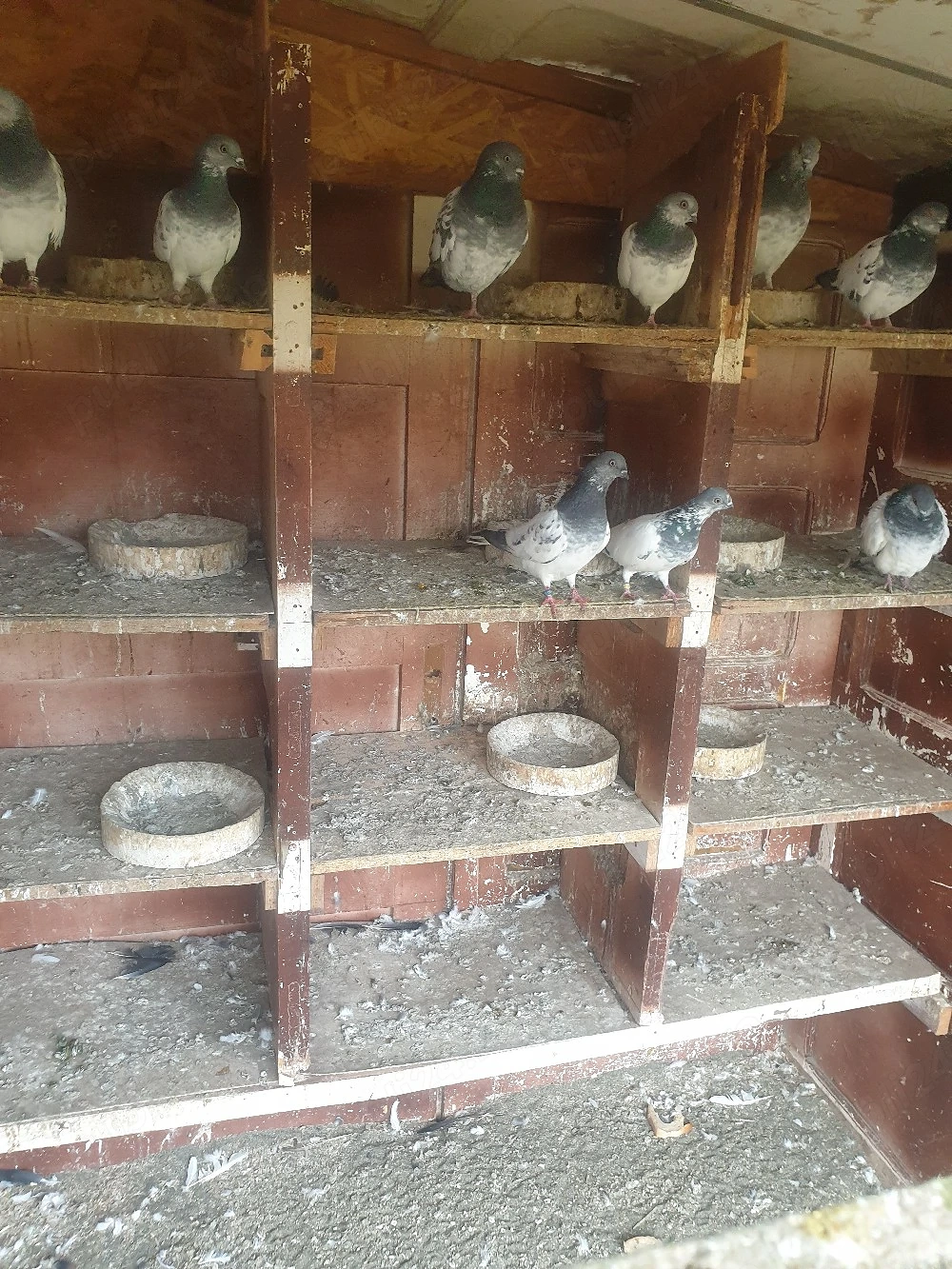 De vînzare porumbei zburători de budapesta
