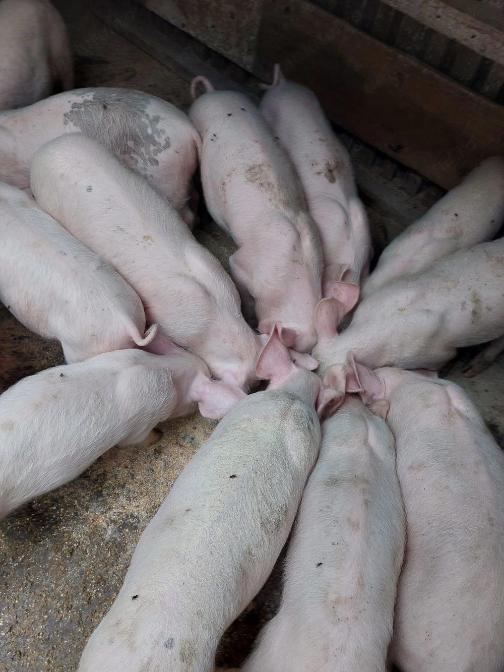 Vând 15 purcei Marele Alb, 10 săptămâni