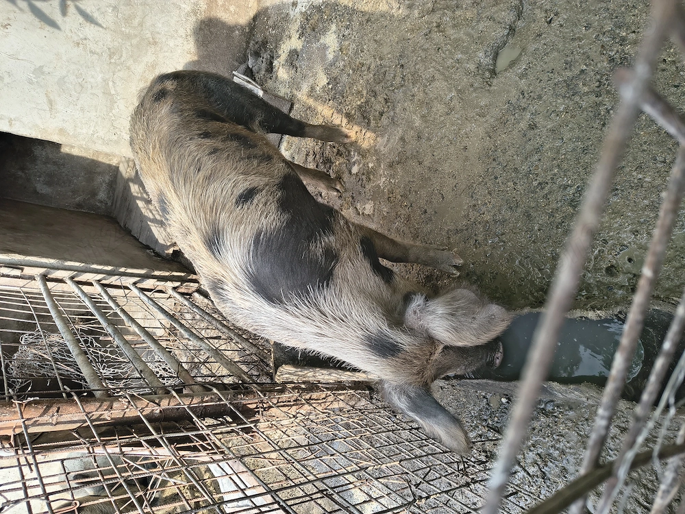 Porc de carne