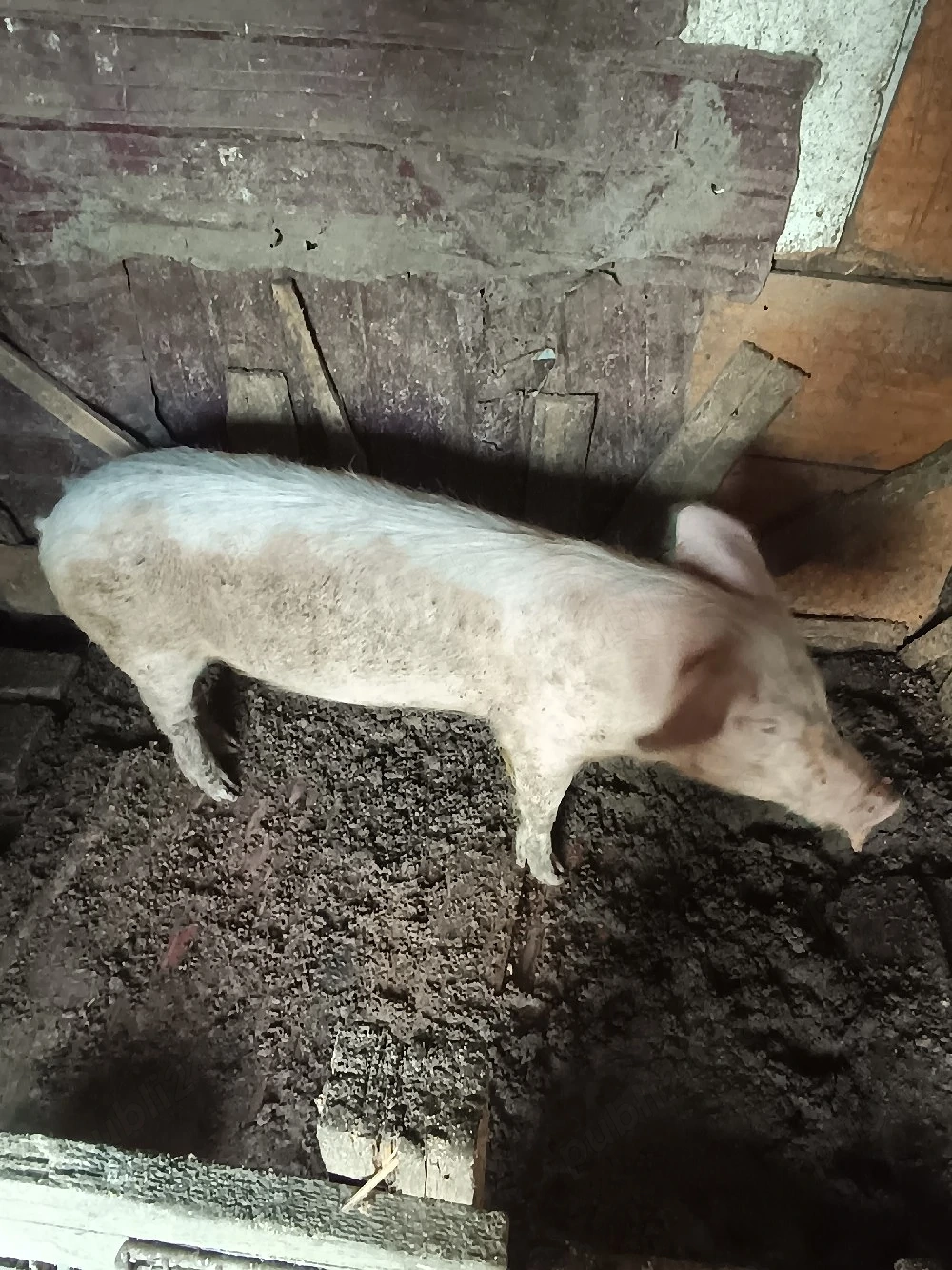 porci de vanzare