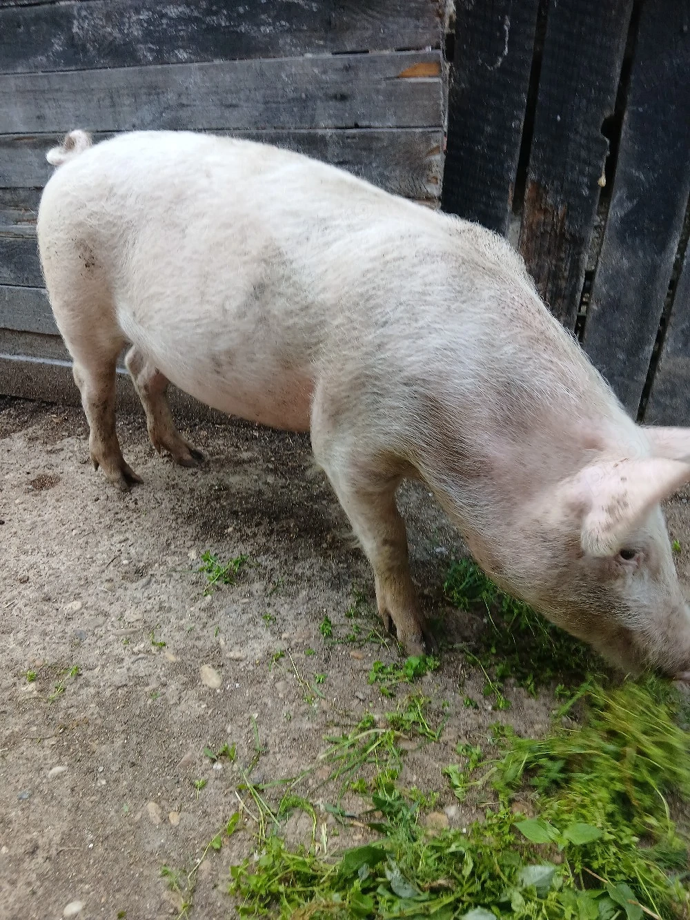 Porci pt protap,Craiova