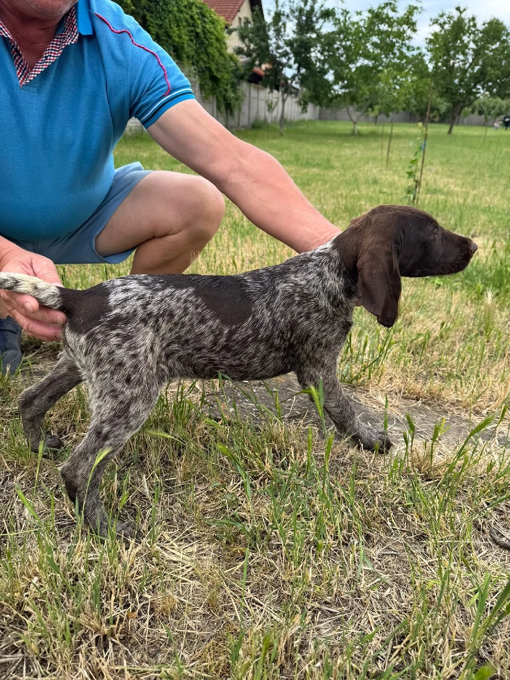 Vand caini rasa Brac German