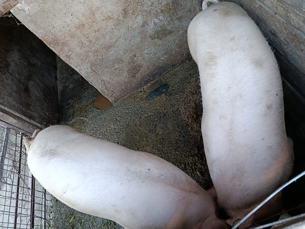 Porci de vânzare 