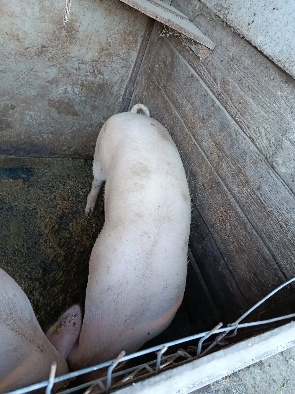 Porci pentru tăiat 
