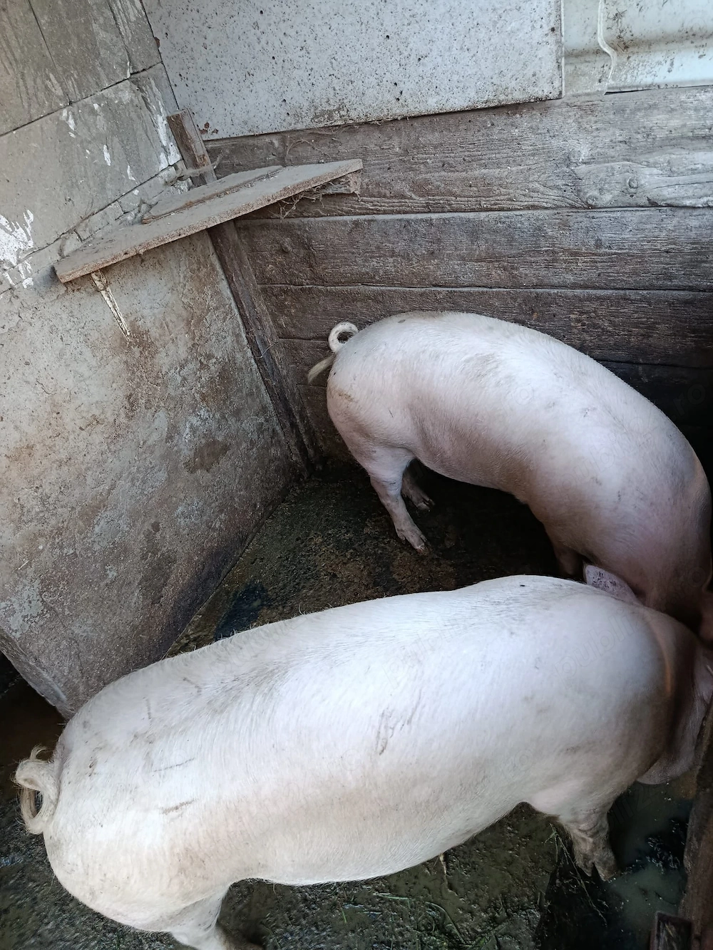 Porci de vânzare 