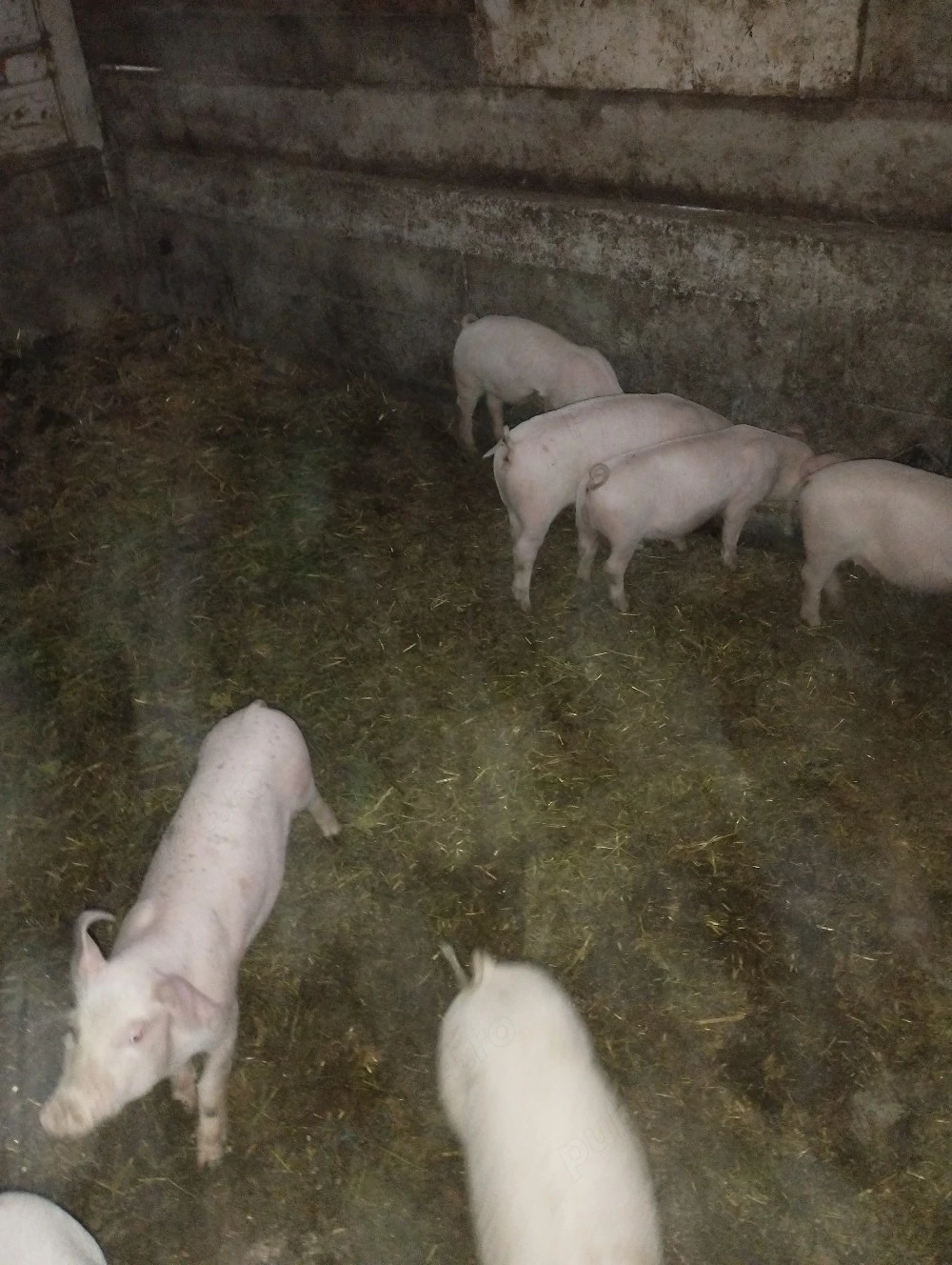 vindem purcei de 10 săptămâni 