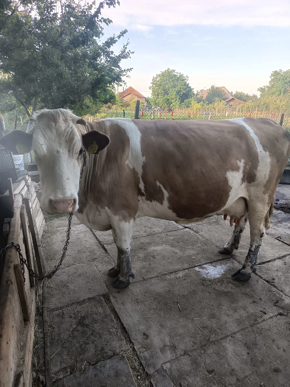 Vaca de vanzare