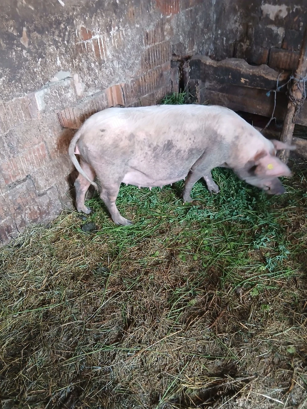 de vânzare mai multe detalii la telefon scroafa gestanta 