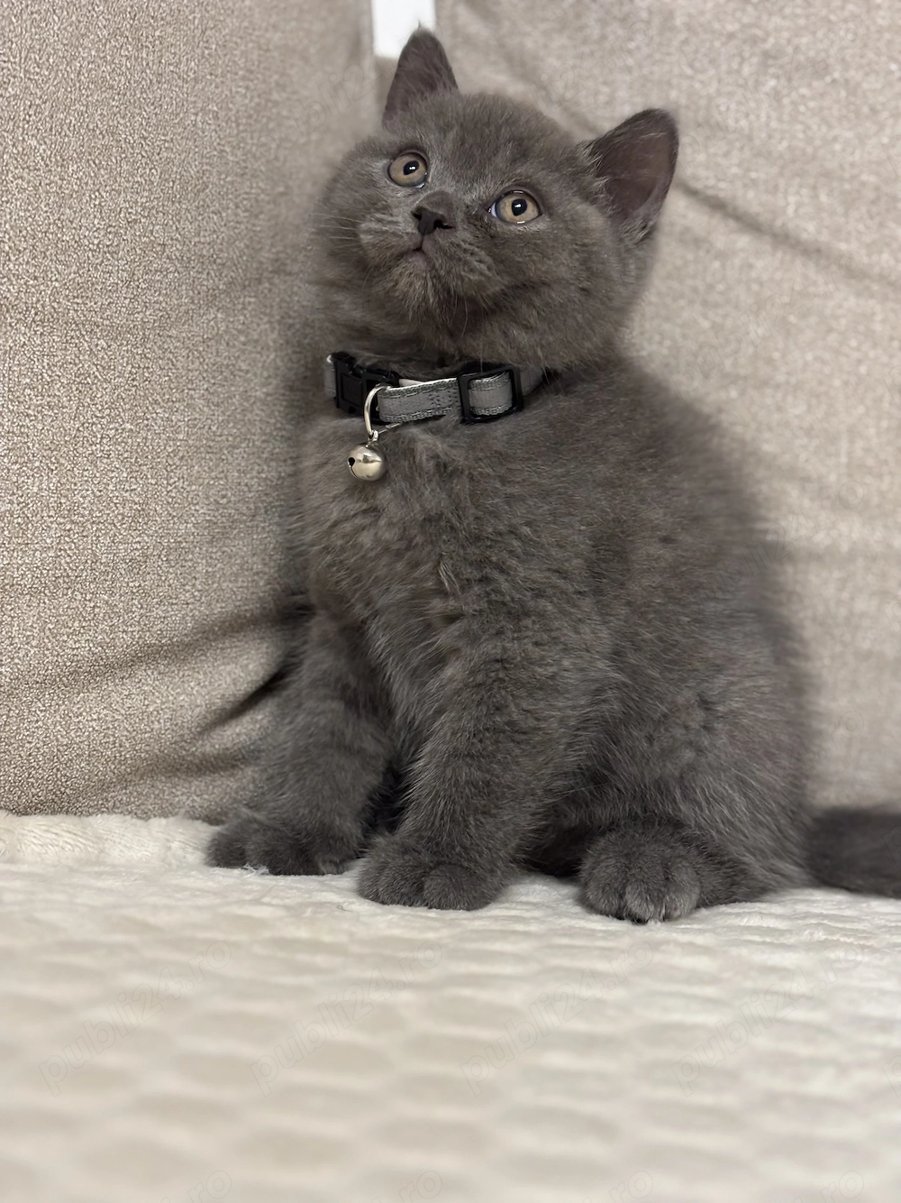 British shorthair  scottish straight