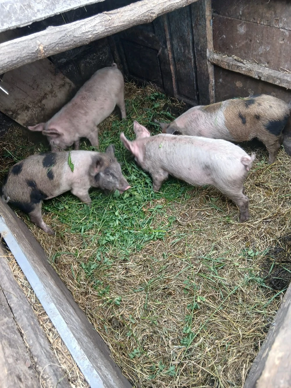 de vânzare 4 bucăți 15 20 kg aproximativ 300 lei bucata 