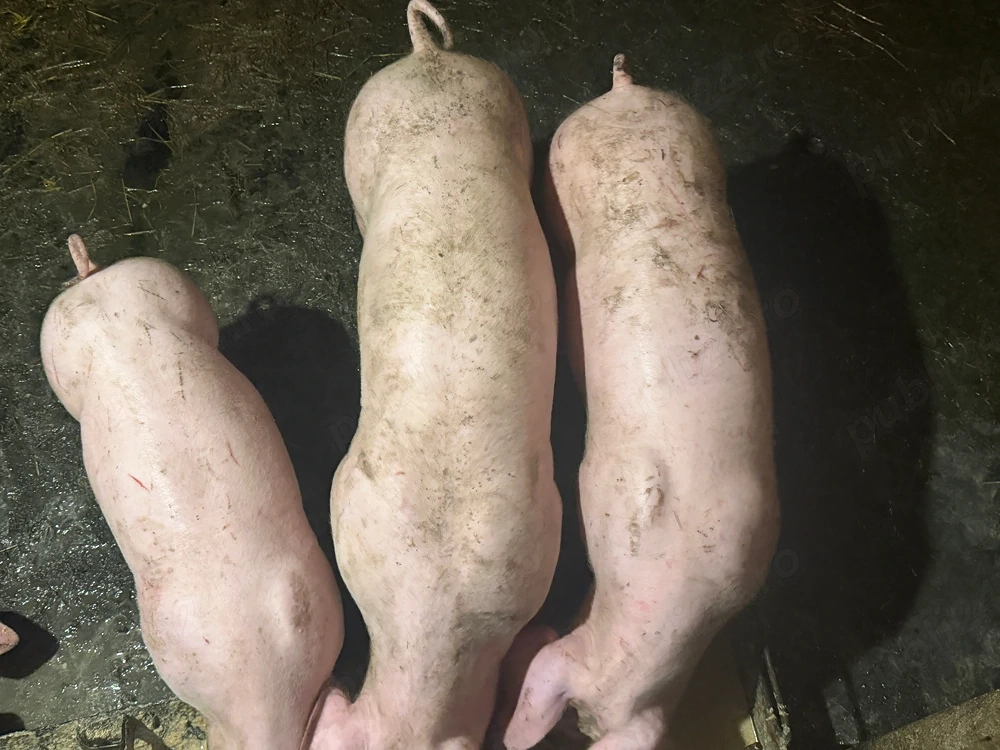 Purcei de vânzare