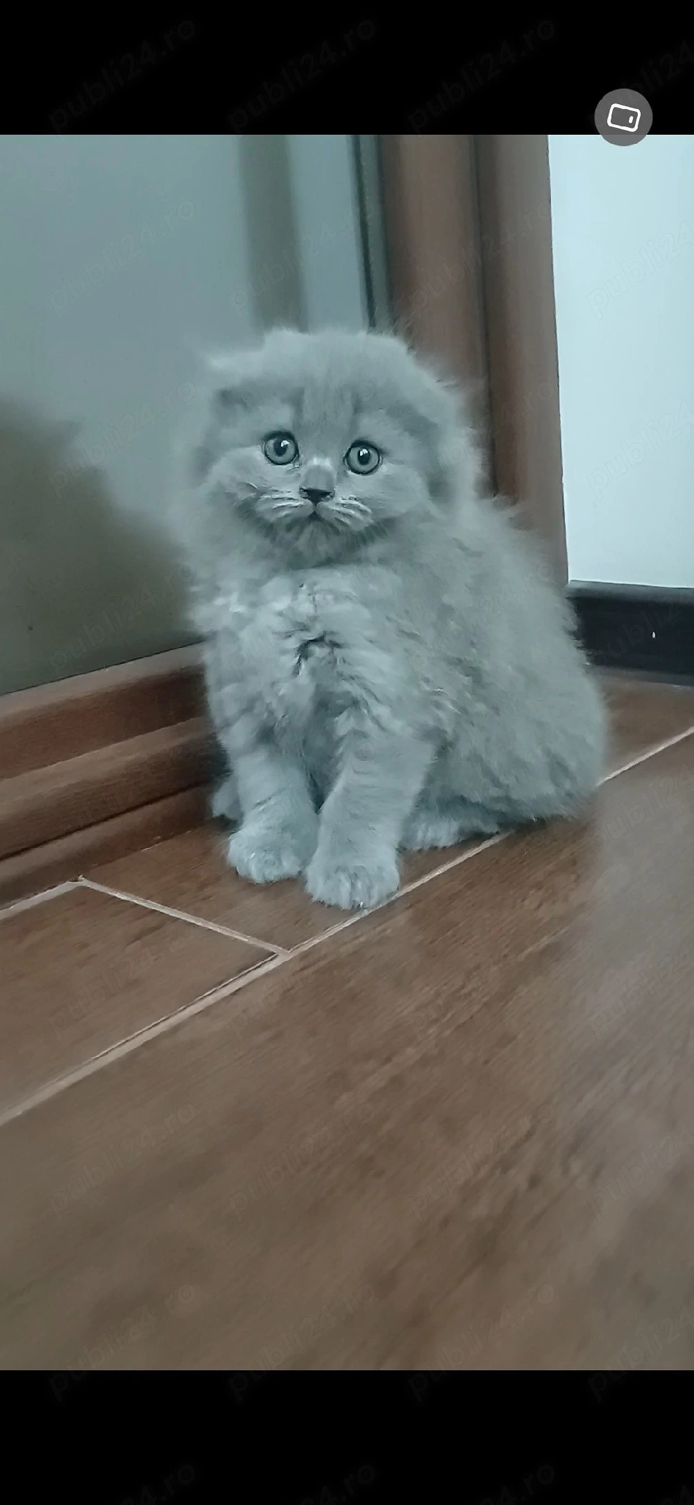 Scottish Fold longair Blue