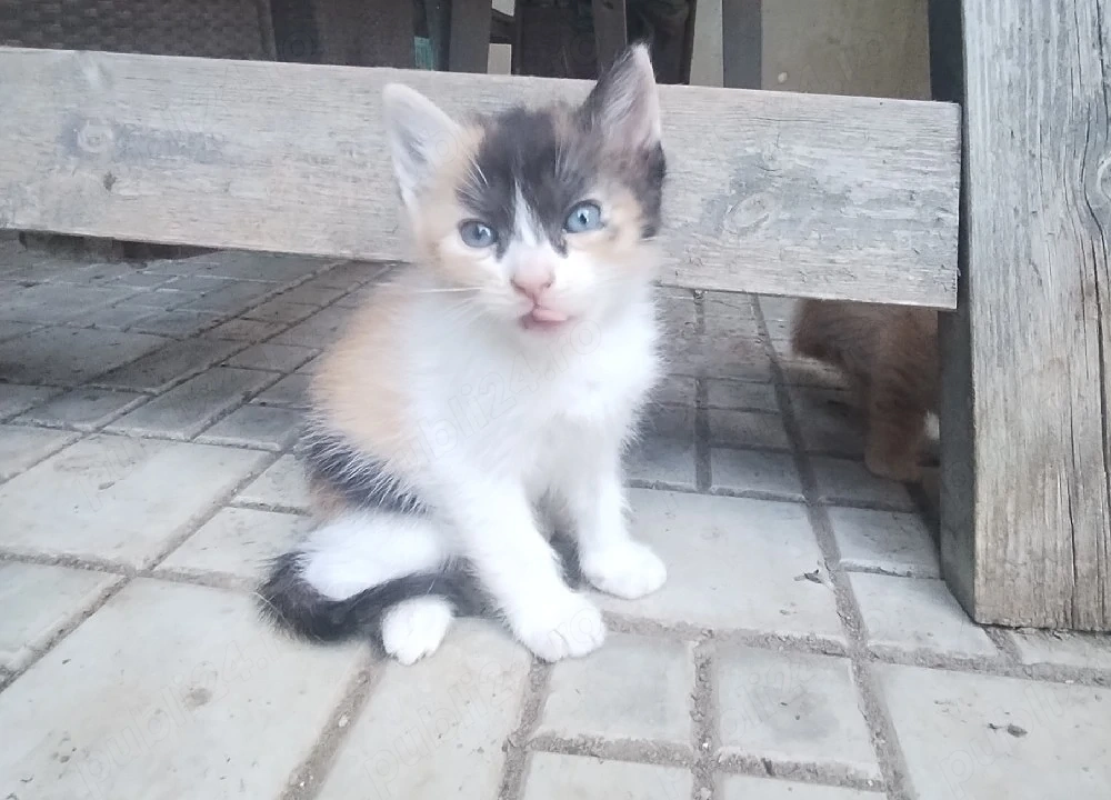 Pisoiași drăgălași si sănătoși!