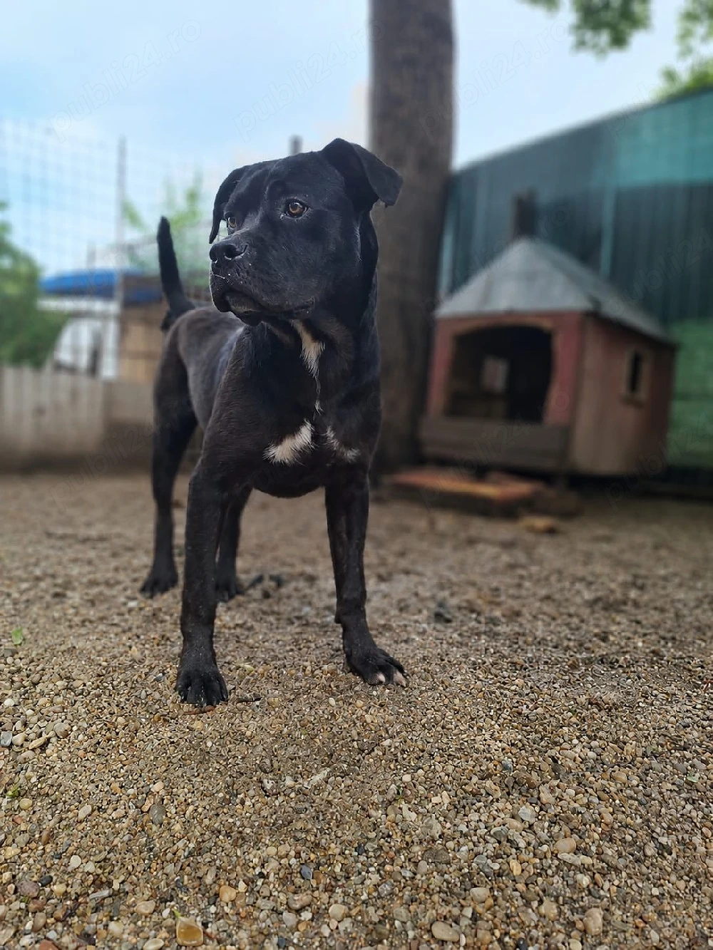 femela cane corso 