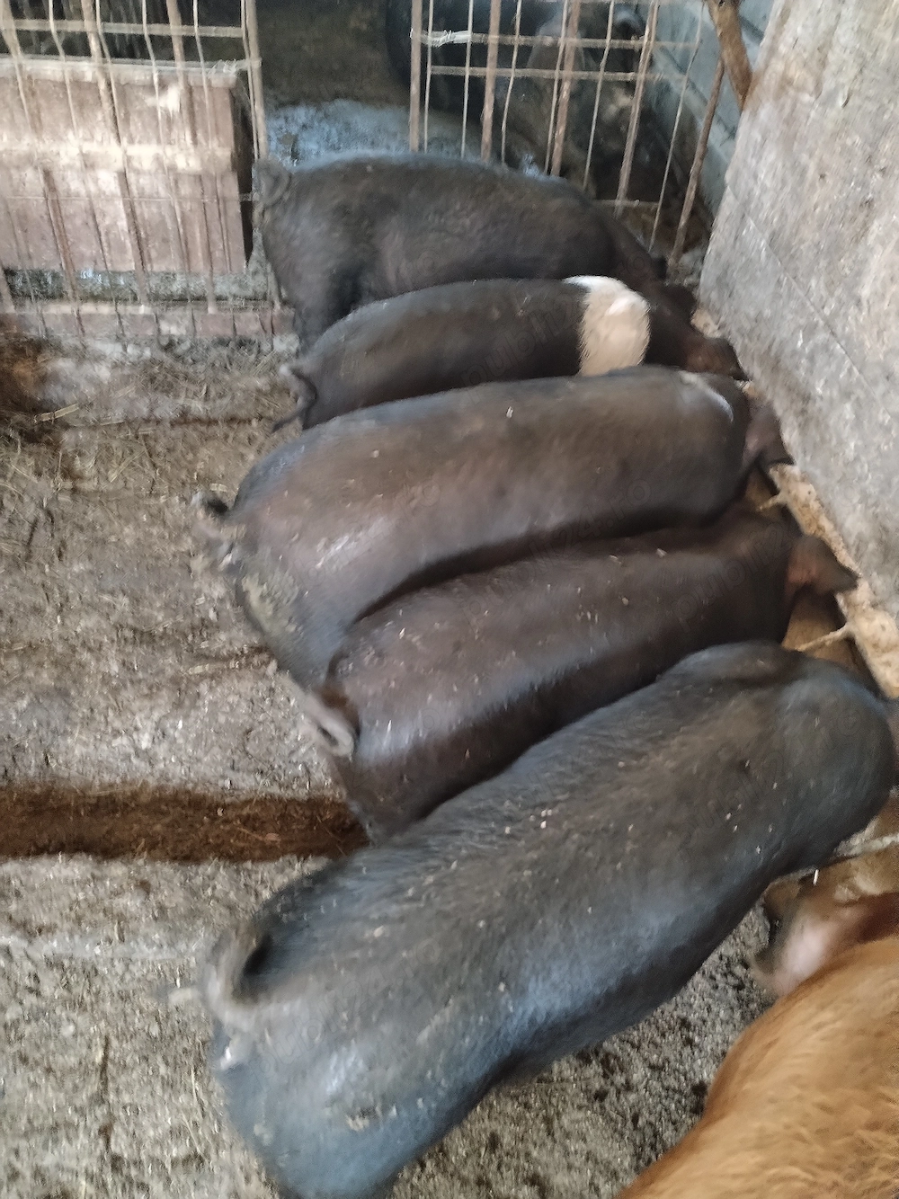 Vând purcei 8 săptămâni 