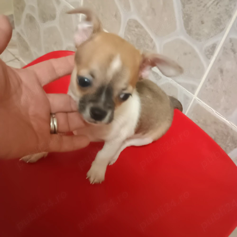 Fetita Si Baiat 3 luni Chihuahua Mini Toy