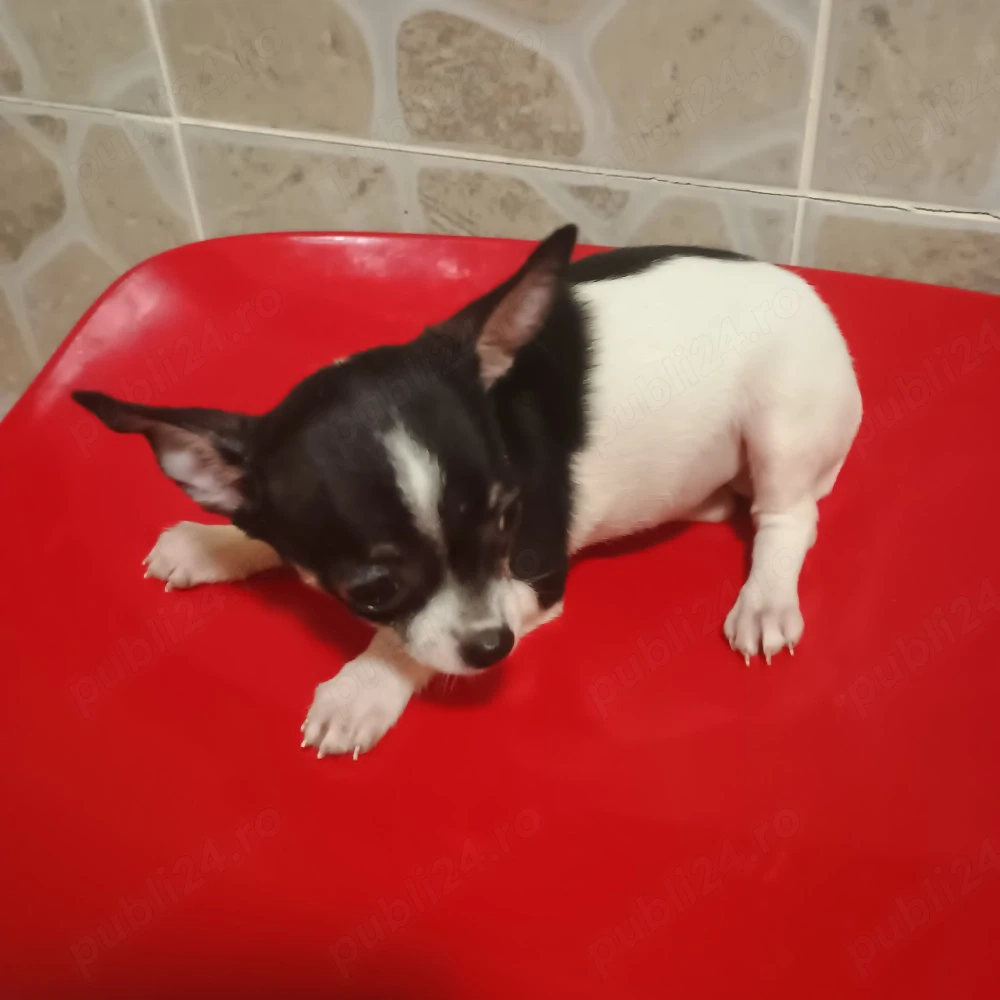 Catelusi Chihuahua Mini Toy