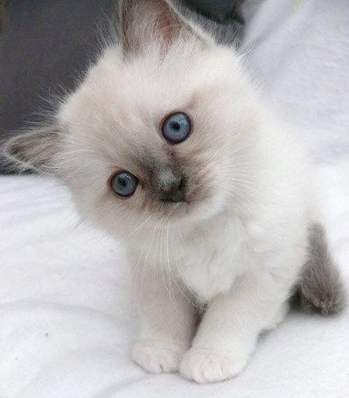Ragdoll foarte frumosi