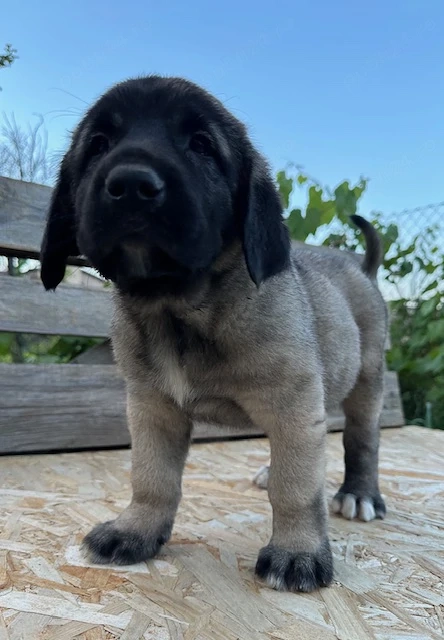 Pui Kangal ( Malakli) disponibil
