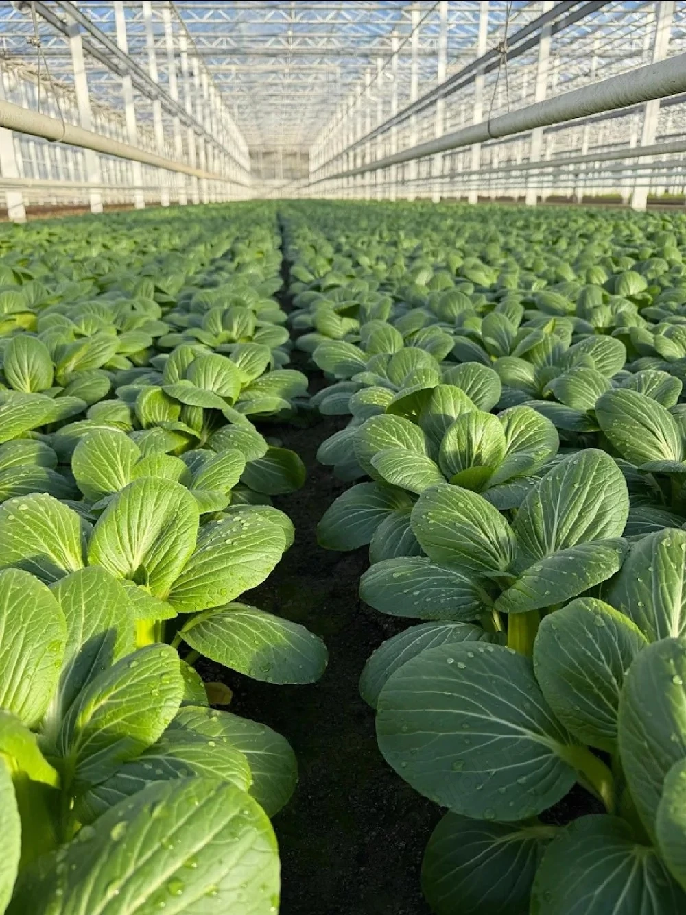 Angajam 3 persoane cu experienta pentru munca in agricultura in Elvetia