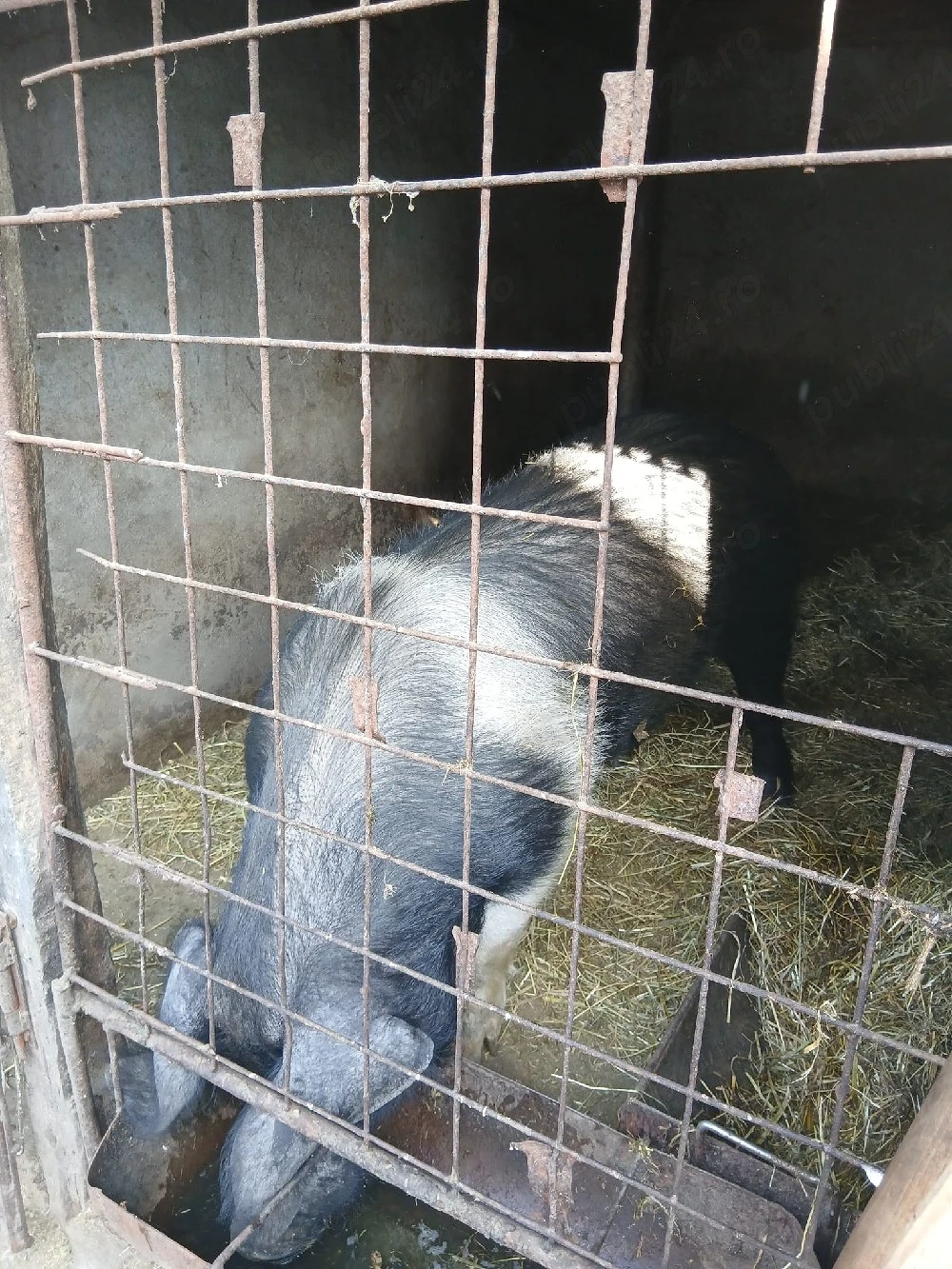 Vând vier bazna pentru montă
