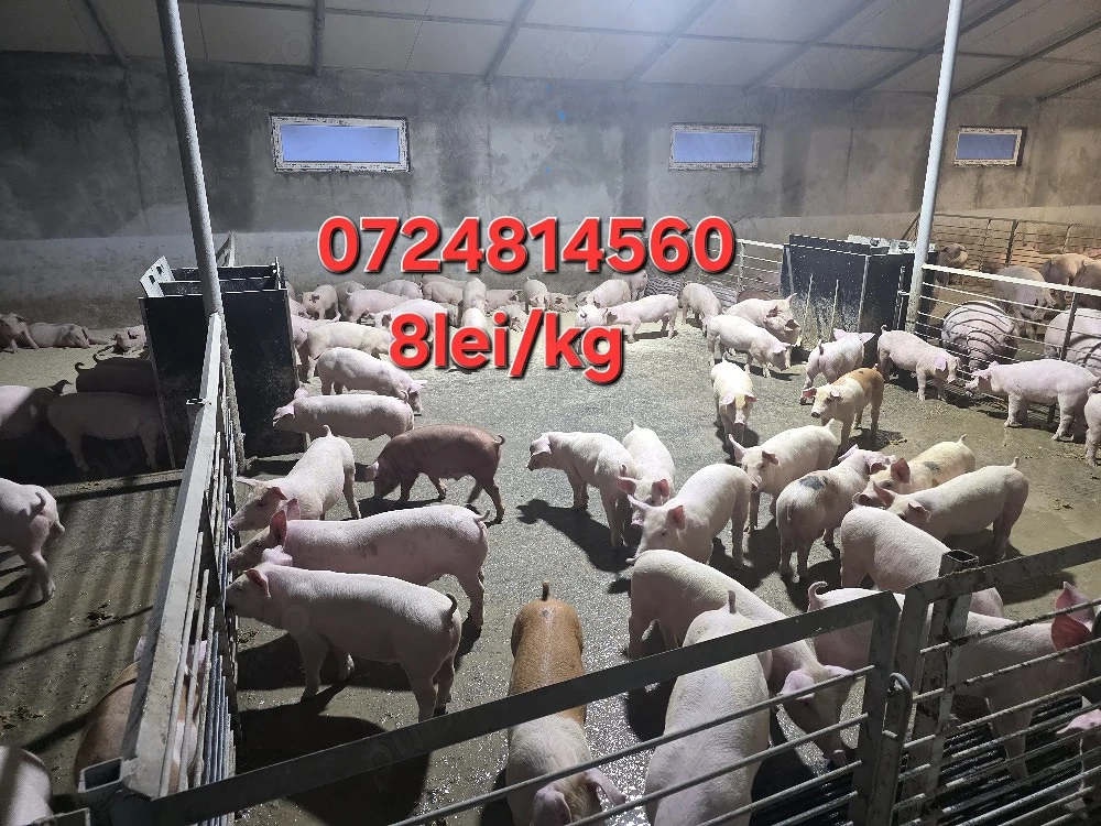 Porci si Purcei 