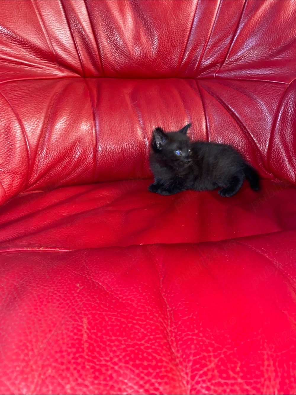 Dau spre adoptie pisicei 