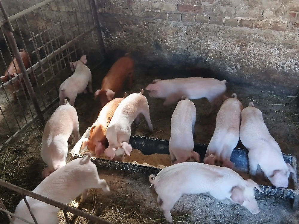 De vânzare 