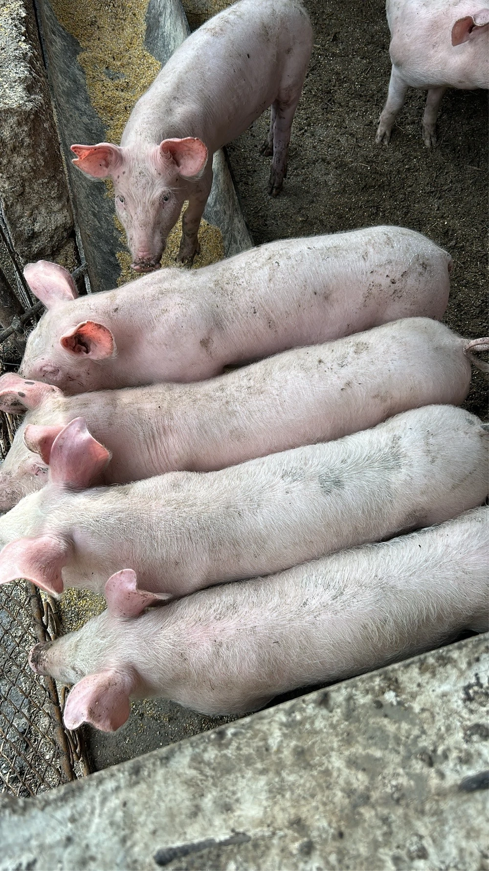 Căutăm casă nouă