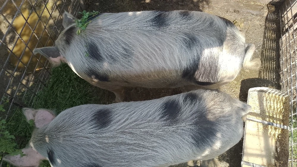 vand porci