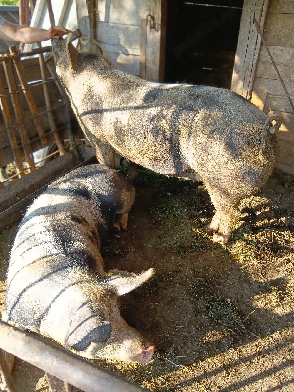 porci de vanzare