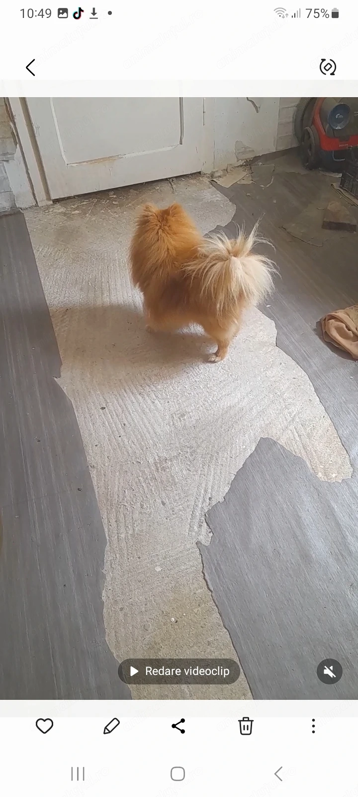 Vinzare pomeranian