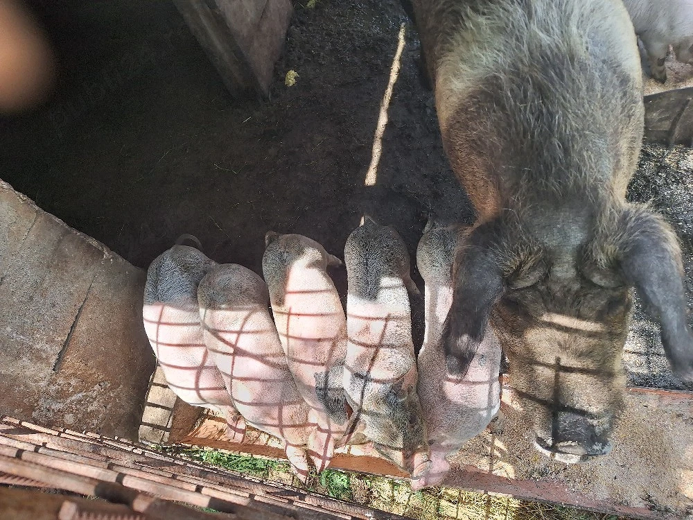 Purcei 6 săptămâni 