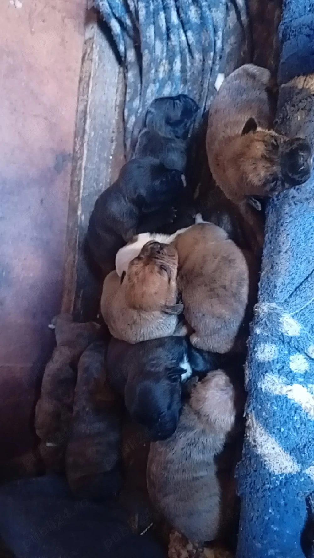 vând căței amstaff 