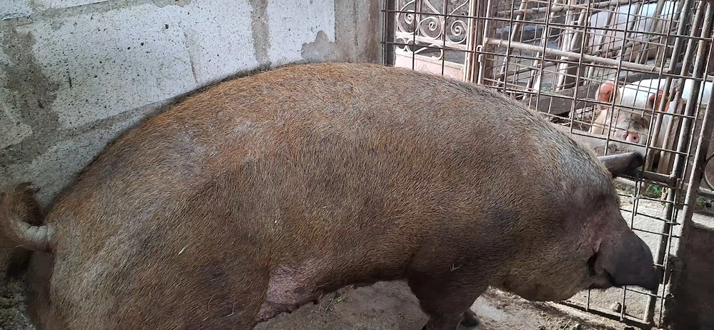 Scroafa duroc de sacrificat 