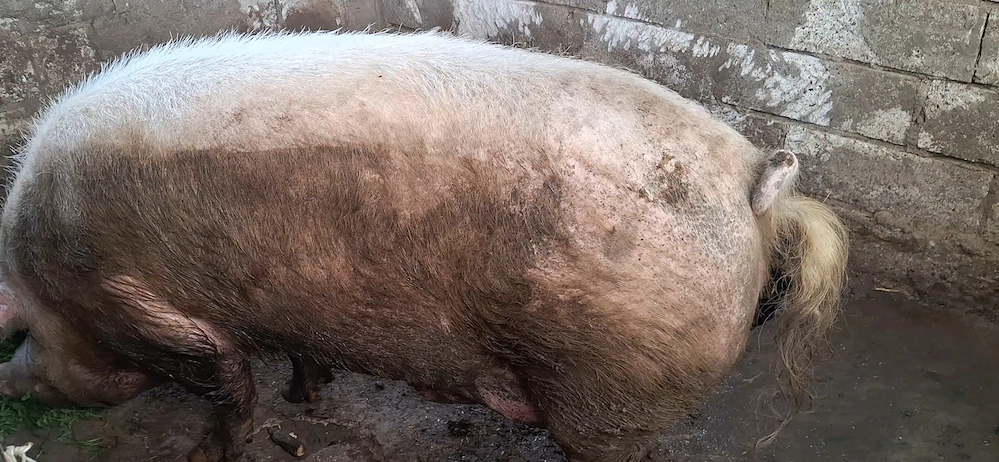 Porc marele alb de sacrificat - 500 + kg -