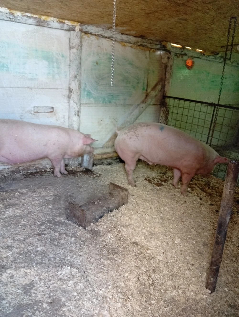 porci de vânzare 