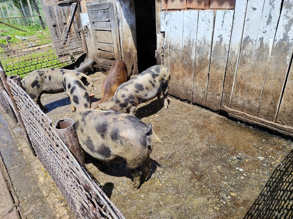 De vânzare purcei 