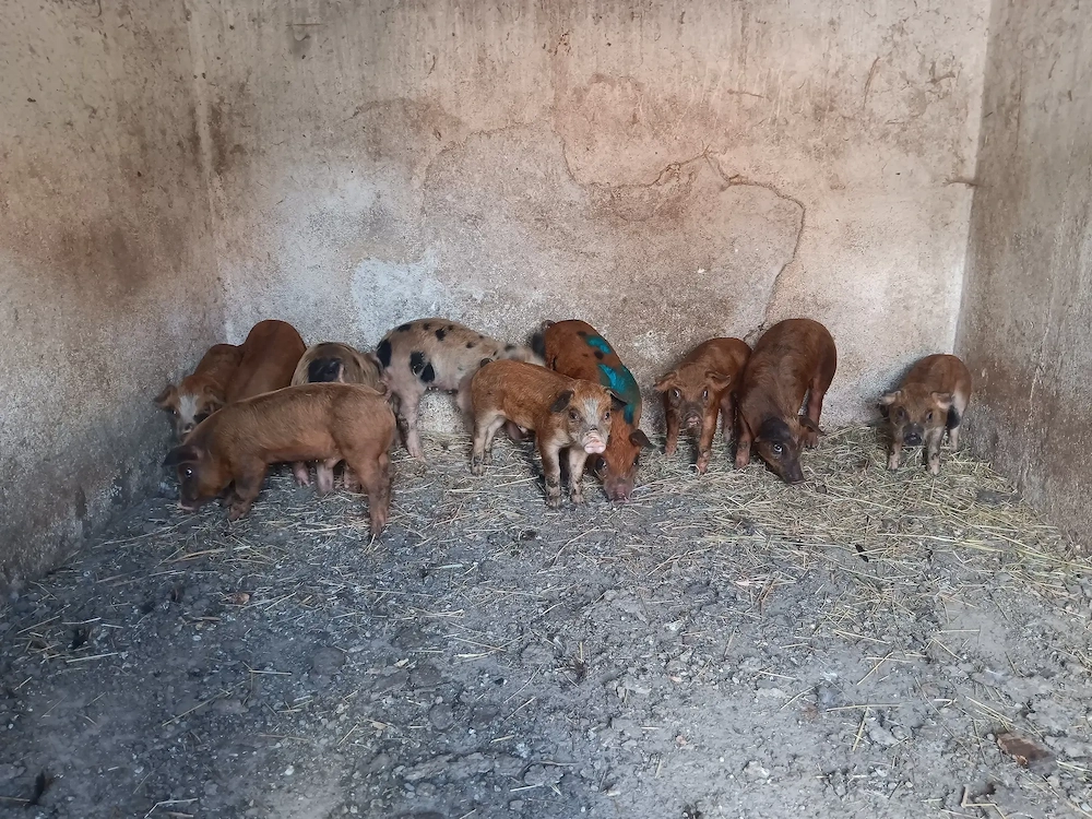Purcei de vanzare