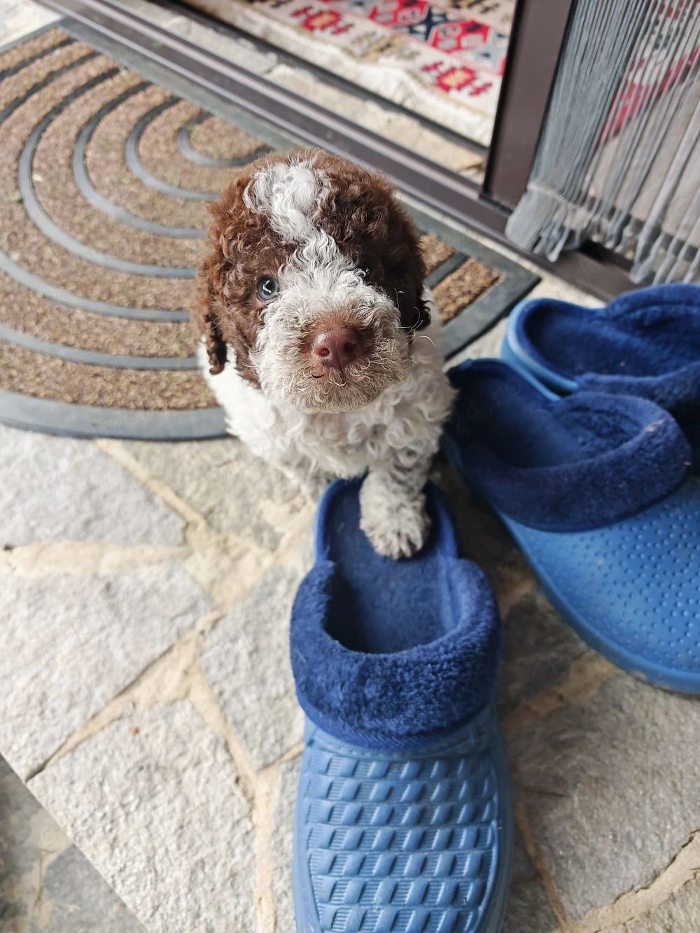 Lagotto romagnolo baiat disponibil 