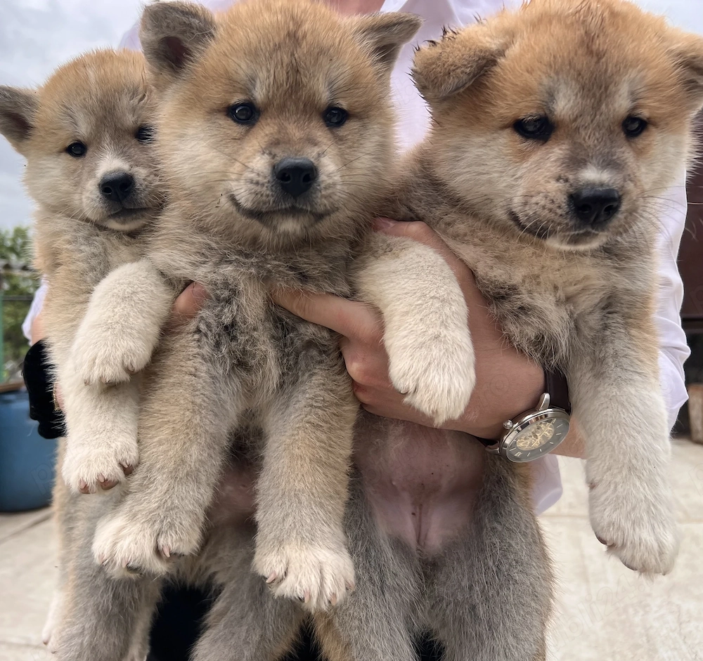 Pui de rasa Akita Inu