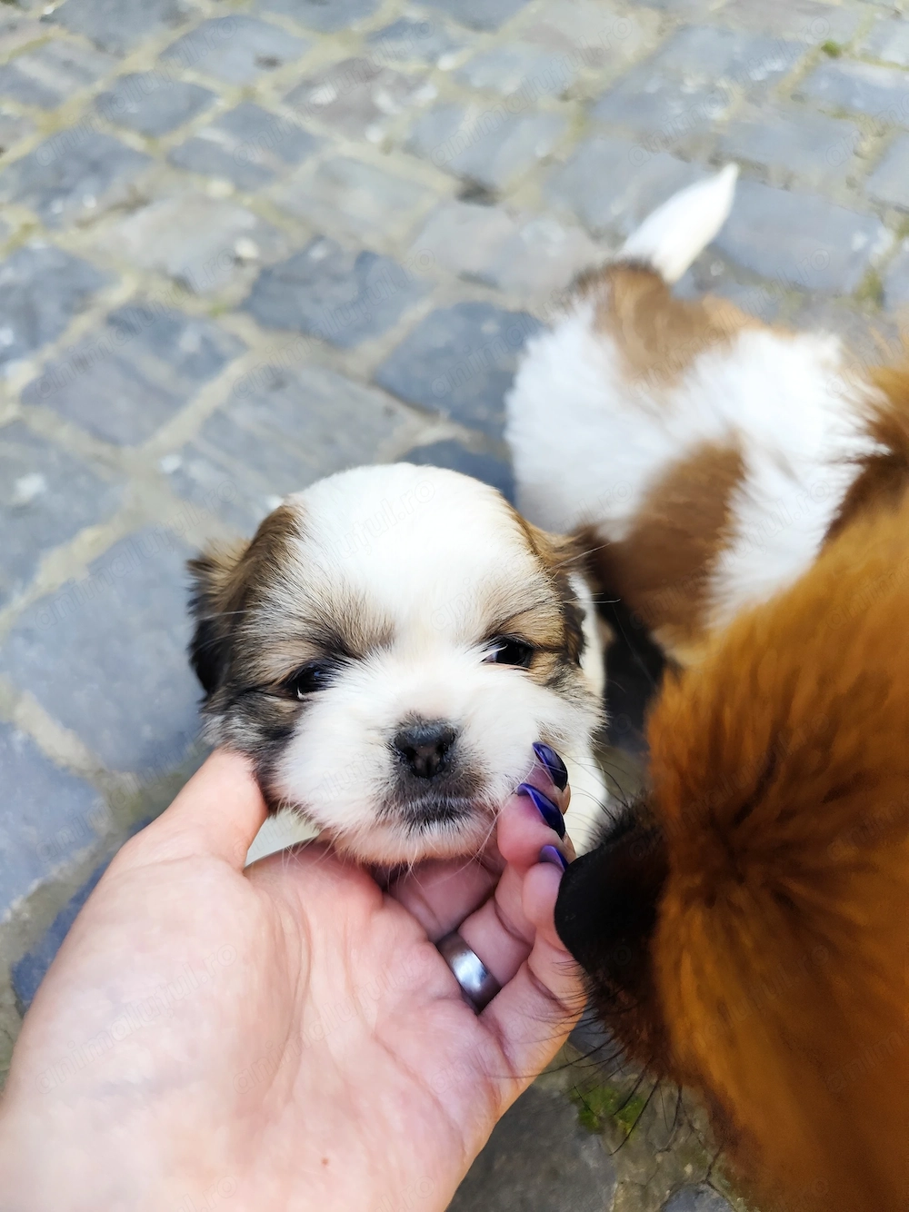 Pechinez pentru adopție 