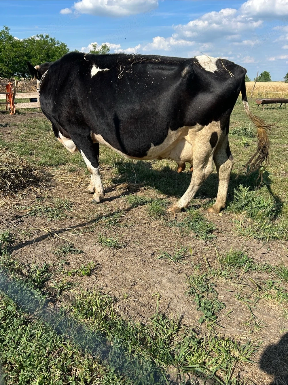 vaca cu lapte, de 10 ani 