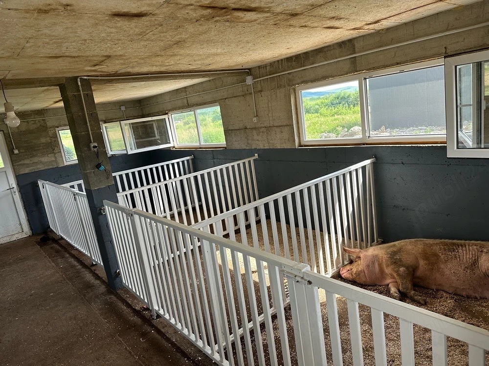 porci de vanzare vaccinati,deparazitati,marele alb duroc landrace