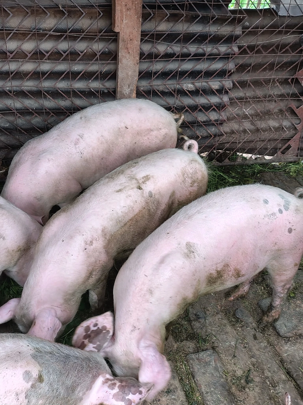 Vand porci 