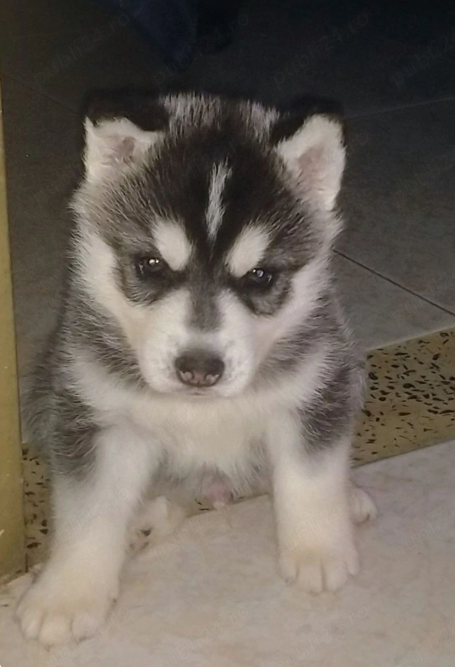 Husky baetel si fetiță 